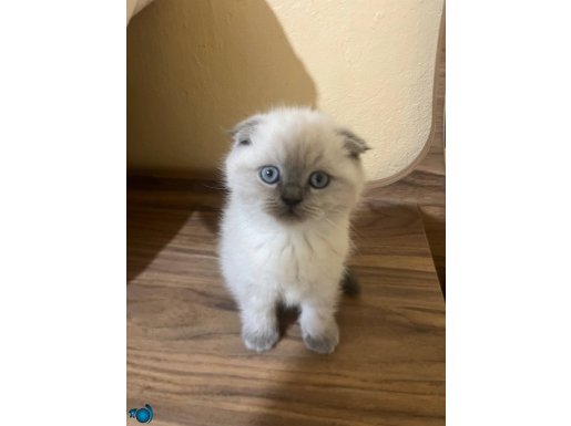 Blu Pointlerim yeni evlerine hayırlı olsun