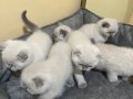 Kum eğitimi var mama eğitimi de var