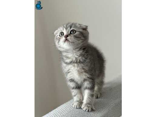 Scottish fold yavruları evde büyümüş