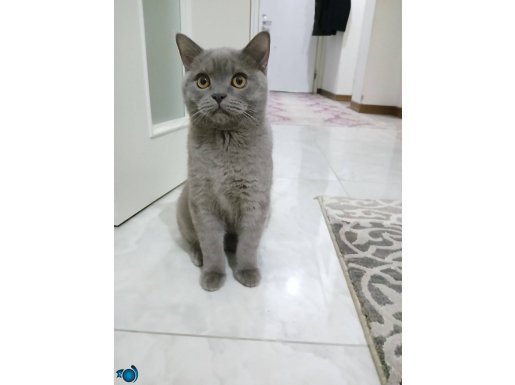 ÇOK OYUN SEVEN KENDİNİ SEVDİREN