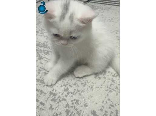 Pamuk gibi oyuncu british shorthair malzemeleri ile 