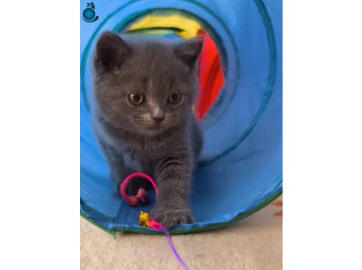 British shorthair yavrularımız