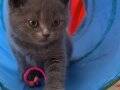 British shorthair yavrularımız