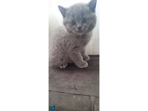 4 ADET 1 MART DOĞUMLU İZMİR BUCA DA BRİTİSH SHORT YAVRU KEDİ