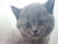 4 ADET 1 MART DOĞUMLU İZMİR BUCA DA BRİTİSH SHORT YAVRU KEDİ