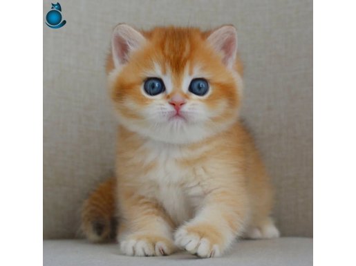 Şaheser Golden NY12 British Shorthair
