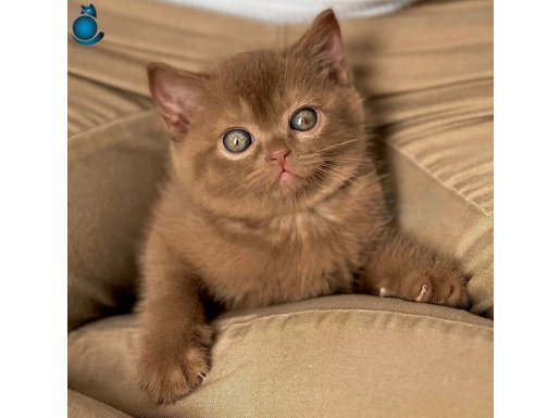 Çikolatalı Pudingimiz Chocolate British Shorthair