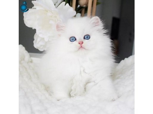 Sakin Yapısıyla Mavi Göz NS1133 British Longhair