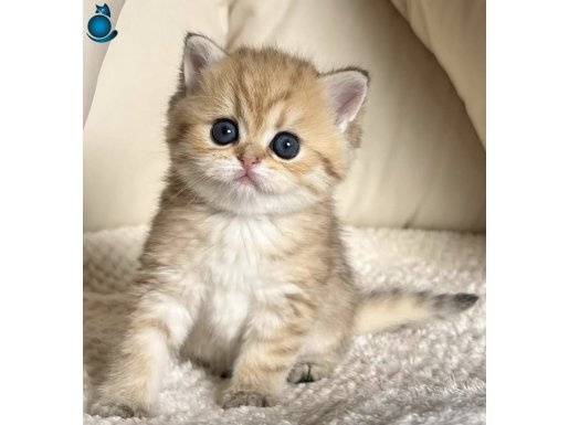 Ponçik Surat Black Golden British Shorthair