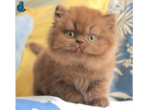 Türünün Tek Örneği Chocolate British Longhair