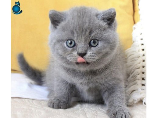 Sevecen Gri British Shorthair Yavrumuz