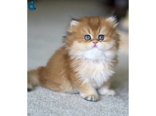 Emsalsiz Golden NY11 British Longhair