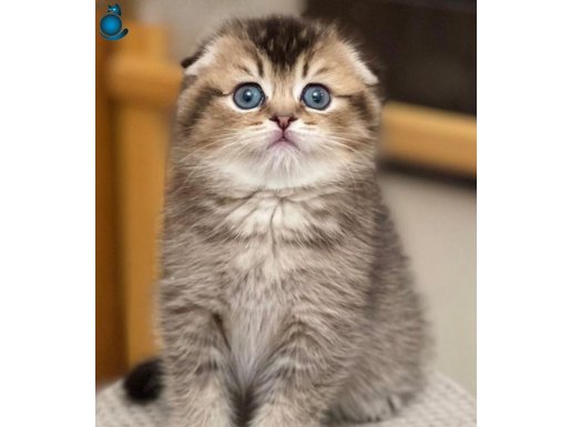 Birinci Kalite Scottish Fold Shorthair