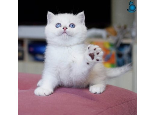 Kar Topu Mavi Gözlü NS1133 British Shorthair