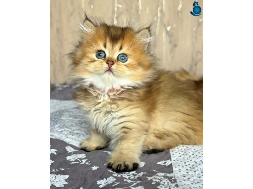 Altın Yumağımız Black Golden British Longhair