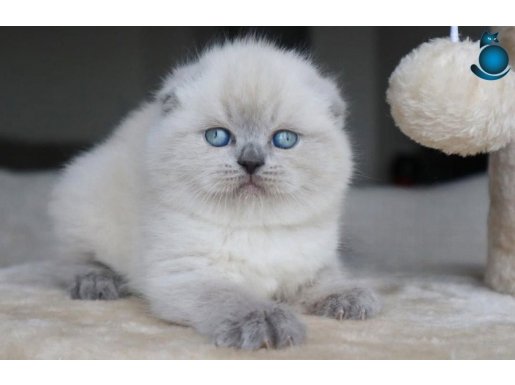Deniz Gözlü Blue Point Scottish Fold Shorthair