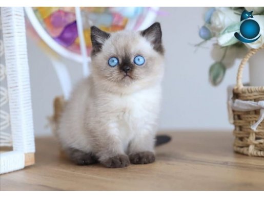 En Nadide Çikolata Point British Shorthair