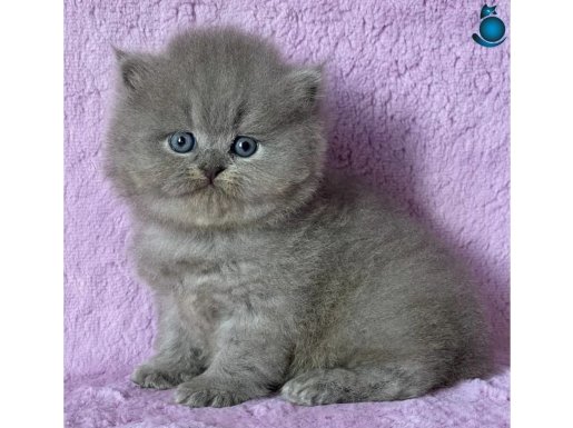 Çiçeğimiz Gri British Longhair