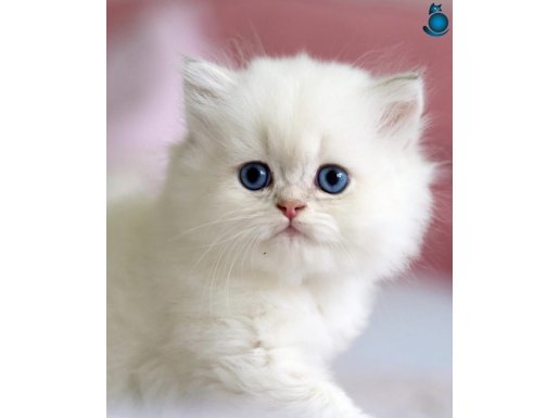 Benzeri Olmayan NS1133 British Longhair