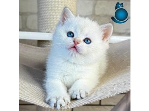 Bembeyaz Top Kafa Yavrumuz NS1133 British Shorthair 