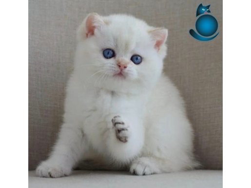 En Sakin Yavrulardan NS1133 British Shorthair