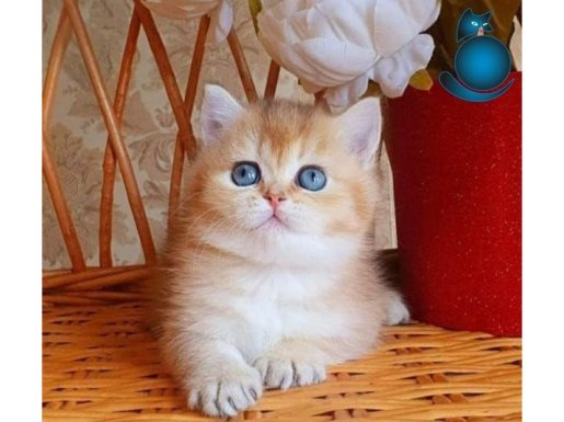 Dünya Harikası Golden British Shorthair