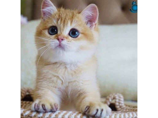 Emsalsiz Güzellikte Golden NY11 British Shorthair