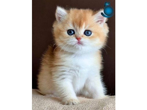 Kusursuz Güzelliğiyle Golden NY12 British Shorthair