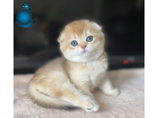 Üstün Kalite Top Kafa Golden NY12 Scottish Fold Shorthair