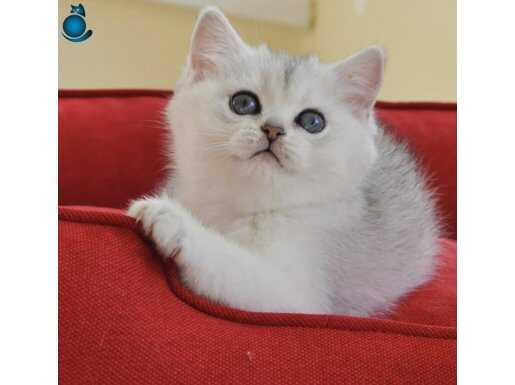 Oyuncu Kedimiz NS24 British Shorthair 