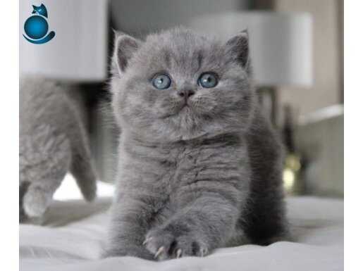 Tombul Kedimiz Gri British Shorthair 