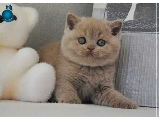 Sütlü Kahvenin En Açık Tonu Lilac British Shorthair 