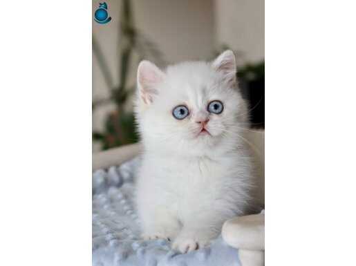 Pamuk Şekerimiz NS1133 British Shorthair 