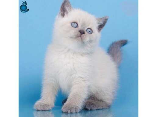 Mavinin Büyüsü Blue Point British Shorthair 