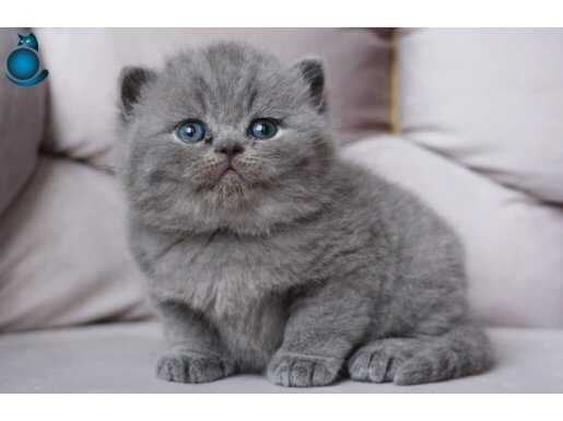 En Sevimli Gri British Shorthair 