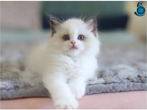 Türkiye'nin En Değerli Kedisi Ragdoll