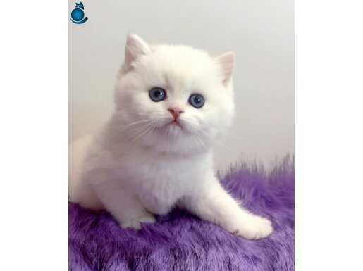 Biricik Mavi Göz NS1133 British Shorthair 