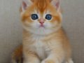 Şaheser Golden NY12 British Shorthair