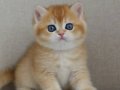 Şaheser Golden NY12 British Shorthair