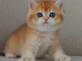Şaheser Golden NY12 British Shorthair