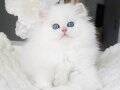 Sakin Yapısıyla Mavi Göz NS1133 British Longhair