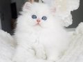Sakin Yapısıyla Mavi Göz NS1133 British Longhair