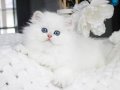 Sakin Yapısıyla Mavi Göz NS1133 British Longhair