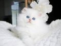 Sakin Yapısıyla Mavi Göz NS1133 British Longhair