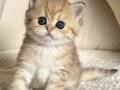 Ponçik Surat Black Golden British Shorthair