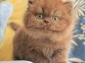 Türünün Tek Örneği Chocolate British Longhair
