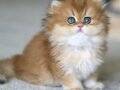 Emsalsiz Golden NY11 British Longhair