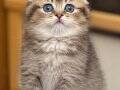 Birinci Kalite Scottish Fold Shorthair