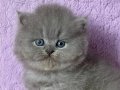 Çiçeğimiz Gri British Longhair