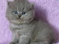 Çiçeğimiz Gri British Longhair
